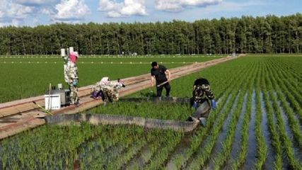 八五九分公司科技示范立體種植